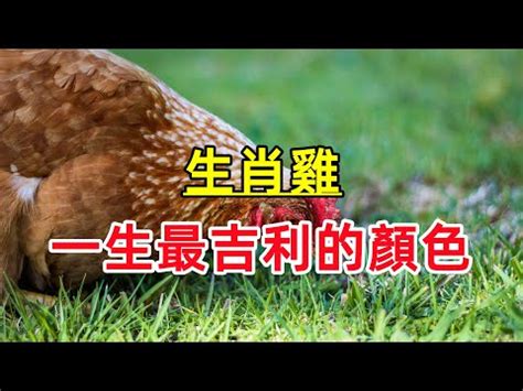 雞顏色|屬雞必看：幸運色改變你命運